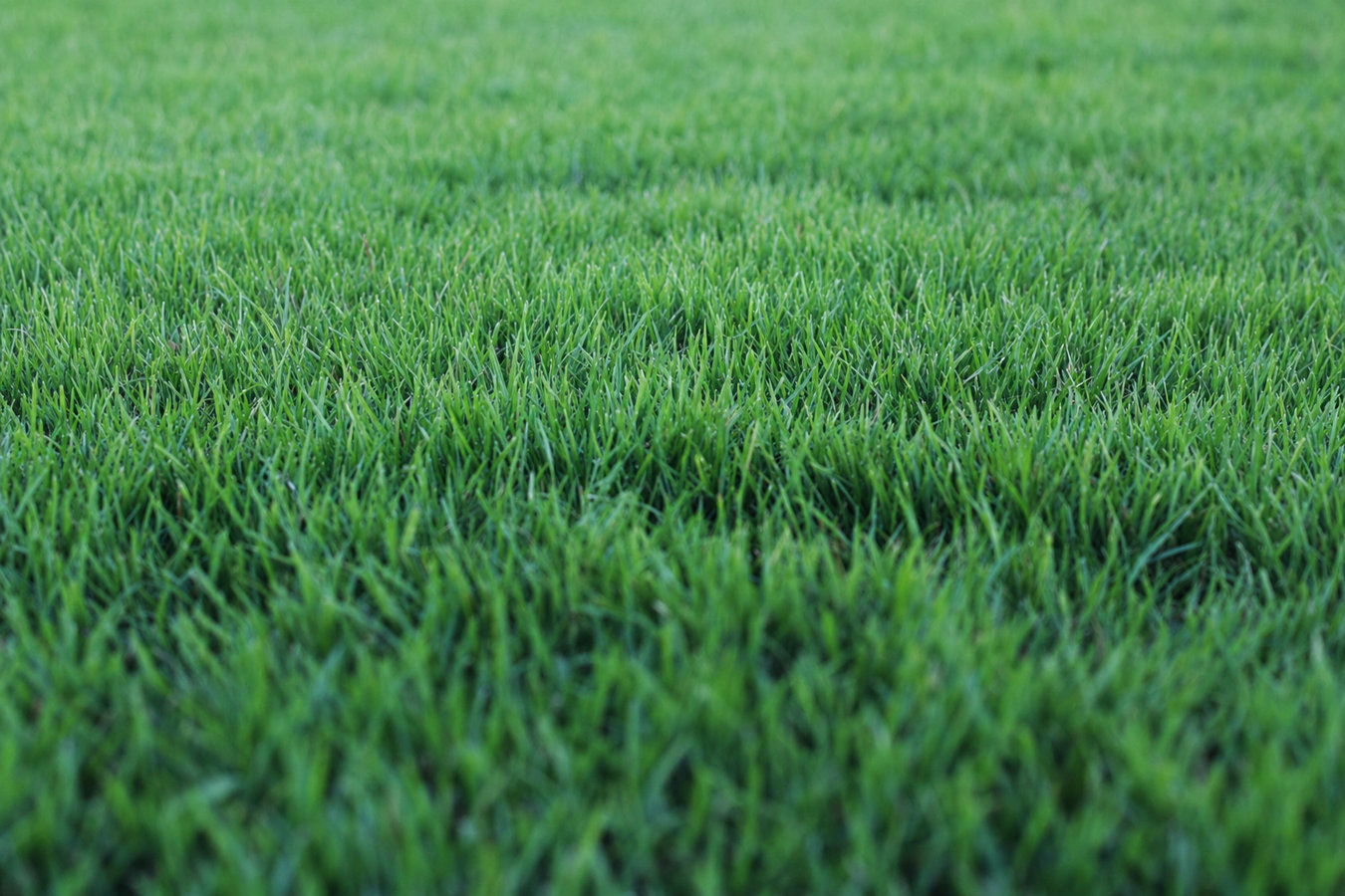 Drought-tolerant turf in Edinburg, TX